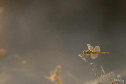 Sympétrum de Fonscolombe (Sympetrum fonscolombii)