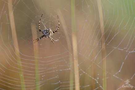 Argiope lobée (Argiope lobata)