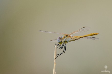 Sympétrum de Fonscolombe (Sympetrum fonscolombii)