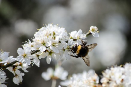 Bourdon terrestre (Bombus terrestris)