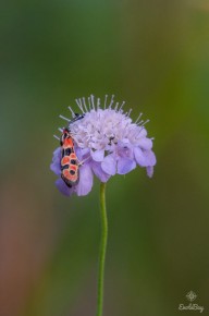 Zygène de la petite coronille (Zygaena fausta)