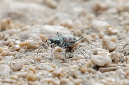 Cephalota circumdata ssp. leonschaeferi