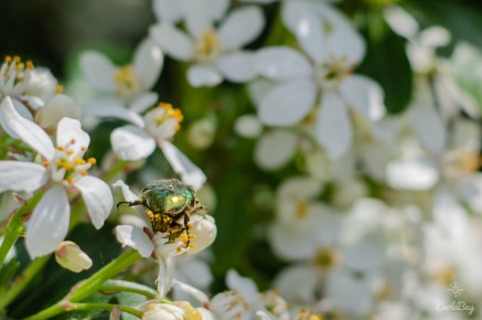 Cétoine dorée (Cetonia aurata)