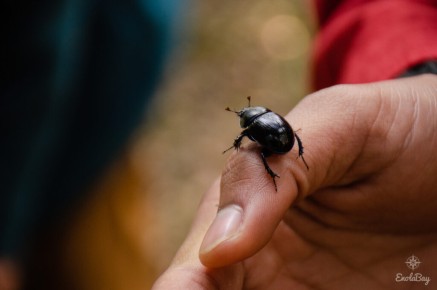 Géotrupe des bois (Anoplotrupes stercorosus)