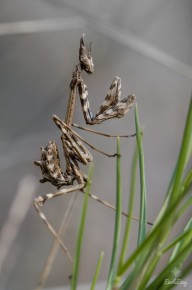 Empuse Commune (Empusa pennata)