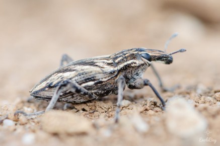 Coniocleonus nigrosuturatus