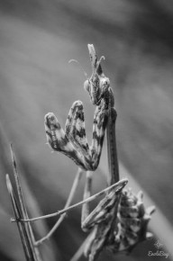 Empuse Commune (Empusa pennata)