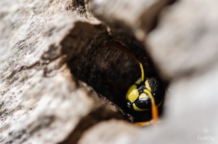 Poliste européen (Polistes dominula)