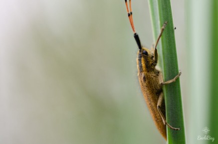 Agapanthie de l'Asphodèle (Agapanthia asphodeli)