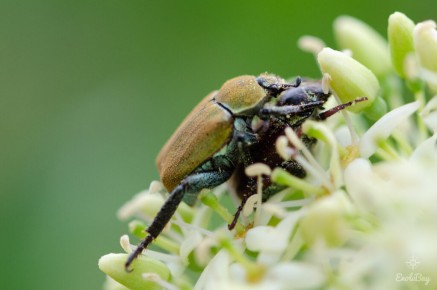 Hoplie argentée (Hoplia argentea)