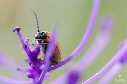 Lupérus portugais (Exosoma lusitanicum)