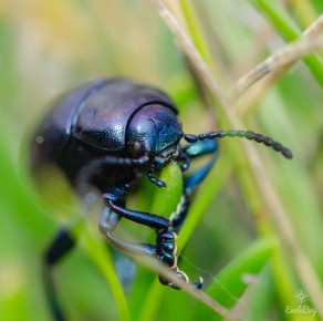 Crache sang indéterminé (Timarcha sp.)