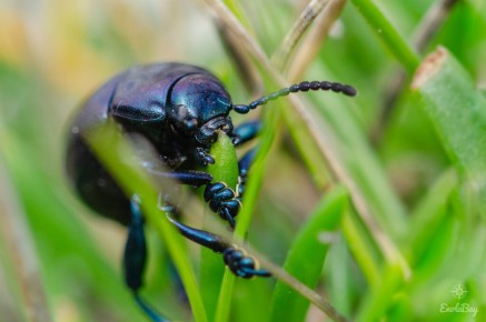 Crache sang indéterminé (Timarcha sp.)