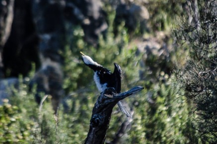 Australian pied cormorant - Phalacrocorax varius
