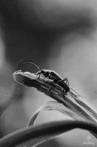 Oxymire coureur (Oxymirus cursor)