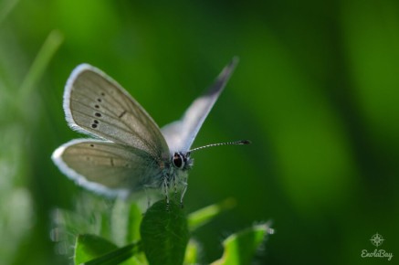Argus frêle (Cupido minimus)