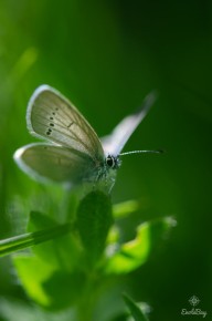 Argus frêle (Cupido minimus)