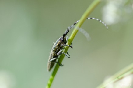Agapanthie à pilosité verdâtre (Agapanthia villosoviridescens)