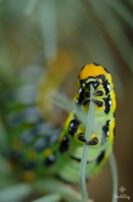 Sphinx de l'Euphorbe (Hyles euphorbiae)