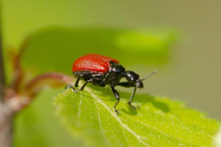 Apoderus coryli