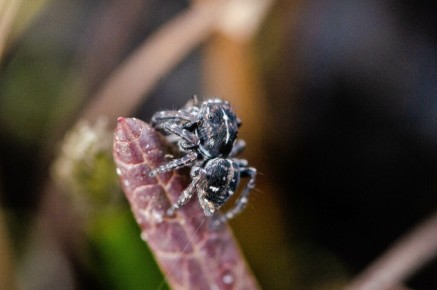 Salticidae sp.