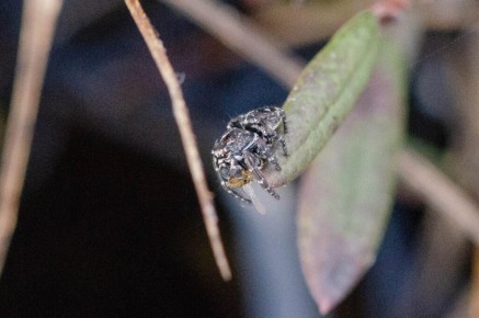Salticidae sp.
