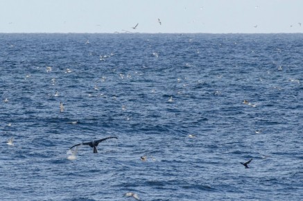 Baleine à bosse à Hornøya