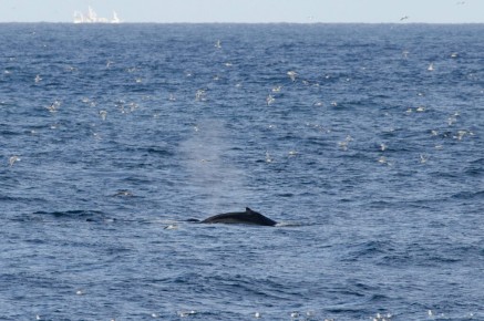 Baleine à bosse à Hornøya