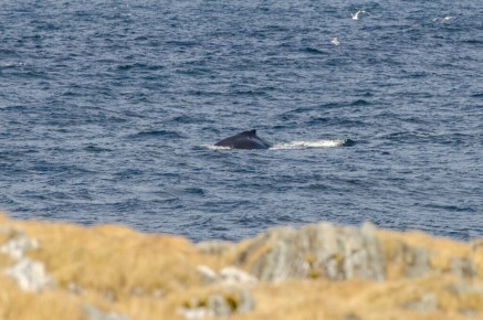 Baleine à bosse à Kjølnes