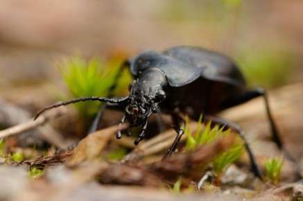 Carabus glabratus
