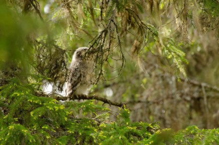 Chouette de l'Oural
