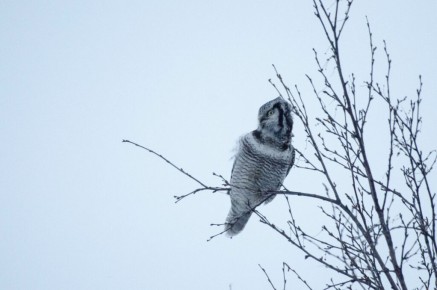Chouette épervière