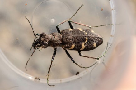 Cicindela sylvatica