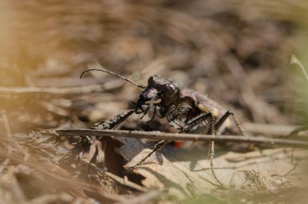 Cicindela sylvatica