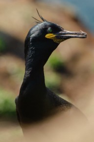 Cormoran huppé sur Hornøya