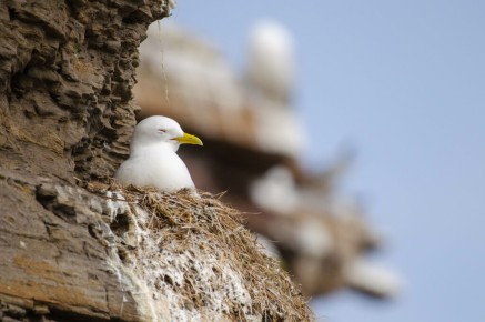 Mouette tridactyle à Ekkerøy