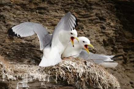 Mouettes tridactyles à Ekkerøy