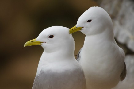 Mouettes tridactyles à Ekkerøy