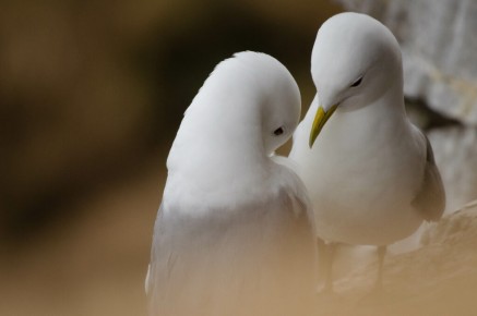 Mouettes tridactyles à Ekkerøy