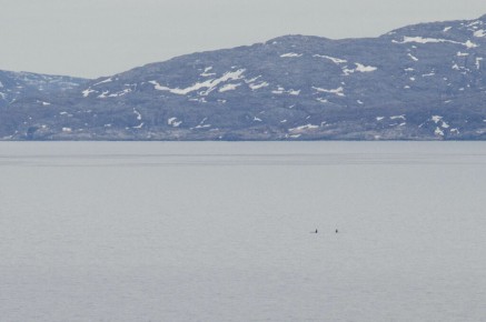 Orques à Ekkerøy