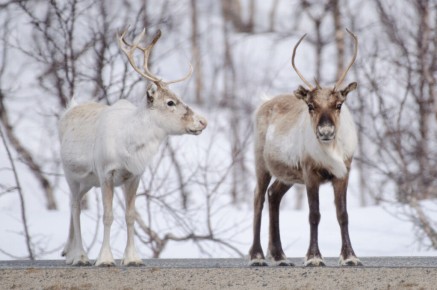 Rennes à la frontière