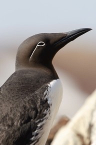 Guillemot de Troïl