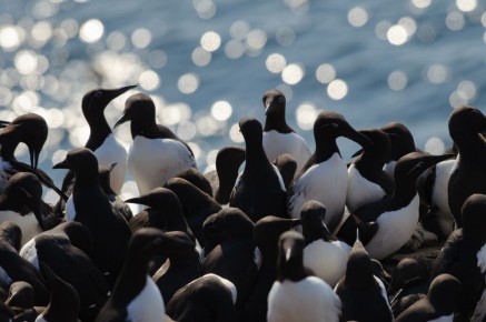 Guillemots de Troïl