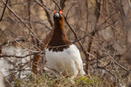 Lagopède des saules