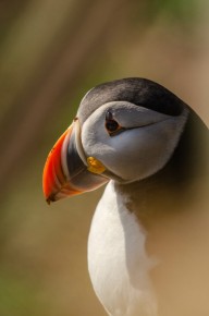 Macareux moine à Hornøya