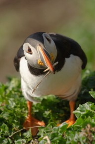 Macareux moine à Hornøya
