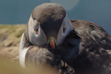 Macareux moine à Hornøya