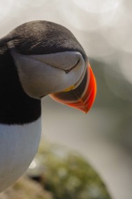 Macareux moine à Hornøya