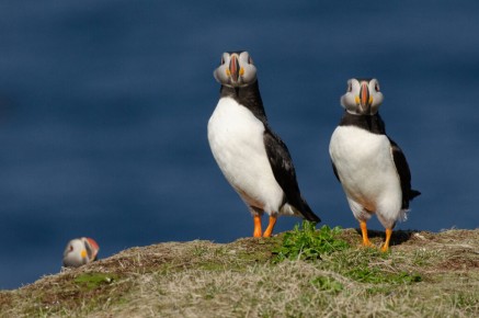 Macareux moines à Hornøya