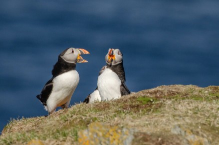 Macareux moines à Hornøya
